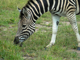Fototapeta na wymiar Striped zebra eats green grass