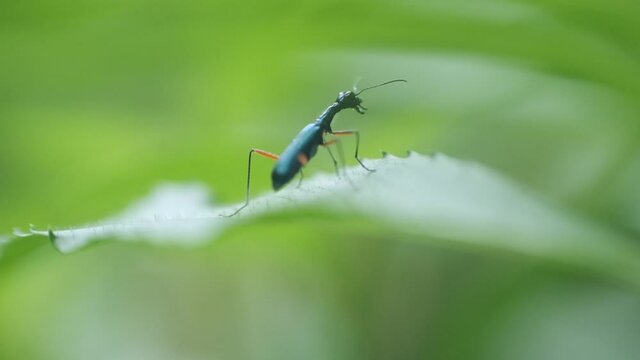 Blue tiger beetle taking off from a green leaf slow motion