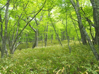 Fototapeta premium 小田代ヶ原付近の森