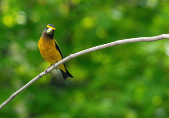 Evening Grosbeak on a branch in south eastern Idaho in the spring