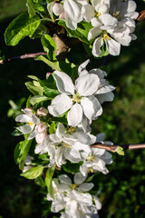 apple tree with flowers in the spring garden