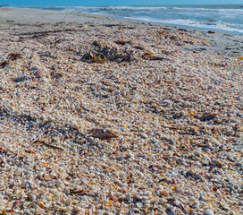 Various Bivalve  Sea Shells Scattered on Bowdens Beach, Sanibel Island, Florida, USA