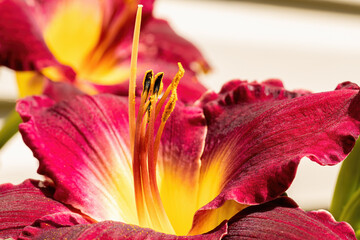 Fototapete bei efototapeten.de bestellen   