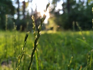 wild flowers in spring