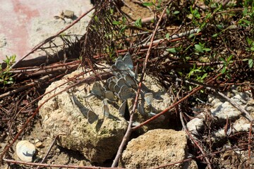 Butterflies with blue wings on a stone, a flock