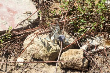 Butterflies with blue wings on a stone