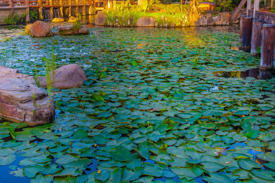 Lily Pond In Japanese Garden, Marble Falls, Texas, USA