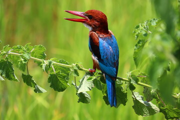 Kingfishers or Alcedinidae are a family of small to medium sized, brightly colored birds in the order Coraciiformes. Beautiful natural 