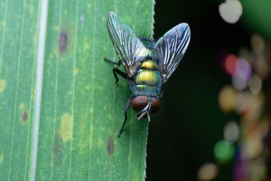 Calliphora Vomitoria Fly