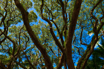 Patterns Among The Branches of a Giant Mokey Pod Tree (Albizia saman) at Bayfront Park Near Downtown Hilo, Hawaii, USA