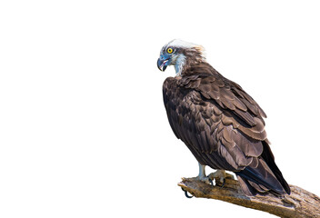 Osprey, Sea hawk, Fish eagle on branch on white background.