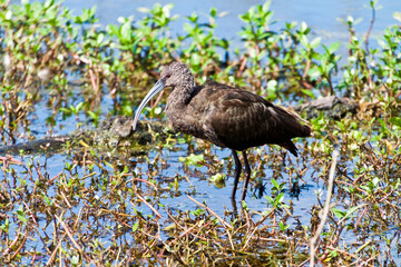 Glossy Ibis (Plegadis falcinellus) Wading in Pilant Lake, Brazos Bend SP., Needeville, Texas