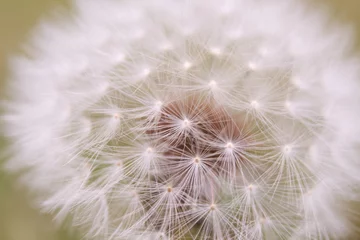 Rolgordijnen dandelion seed head © casey