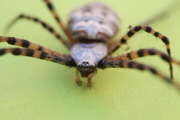 Banana Spider