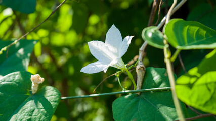 The Scarlet Gourd flowers of white or Coccinia grandis, photographed at close range on the creeping branches.