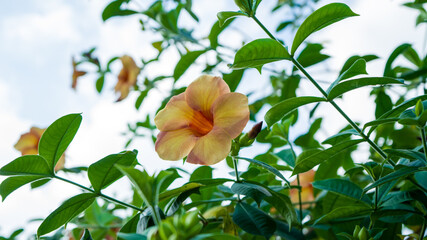 An orange Allamanda flowers or (Allamanda blanchetii - in Latin) blossoming on the branches. Photographed at close range with green leaves as background.