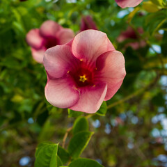 Close-up image of the violet Allamanda flowers or (Allamanda blanchetii - in Latin) blossoming on the branches, with green leaves as background.