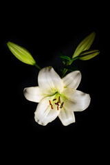 White lily flower glowing in the dark on black background