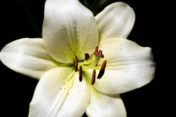Extreme closeup of white lily flower on black background