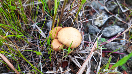 Beautiful closeup of forest mushrooms. 