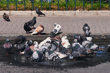 city pigeons taking a bath in a street pothole filled with rain water