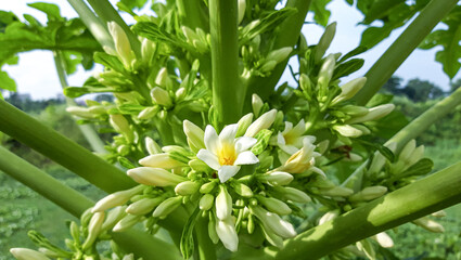 Obraz premium Beautiful Papaya flowers and buds .