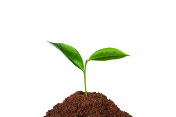 young tree growing from the rich soil isolated on white background