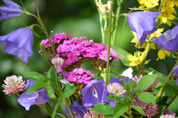 beautiful bouquet of bright flowers on a meadow against a background of green foliage
