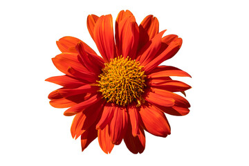Orange flower blossom isolated on white background.