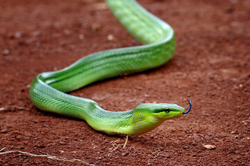 gonyosoma oxycephalum, green rat-snake, green tree snakes on the ground