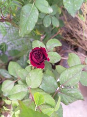 pink rose in garden