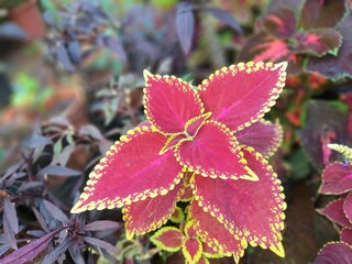 red and white flowers