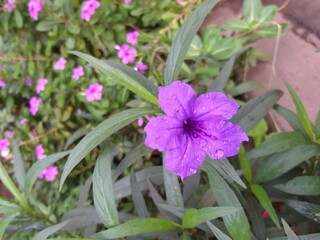 violet flowers in the garden