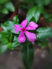 Vinca Rosea Pink