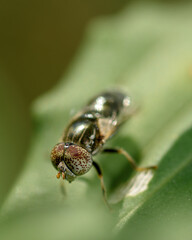 a small fly with mottled eyes on a green leaf, close-up. Selective focus on the eyes