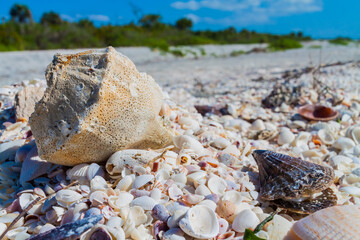 Horse Conch (Pleuroploca gigantea) the State Shell of Florida on top of Bivalve Seashells, Bowmans Beach, Sanibel Island, Florida, USA