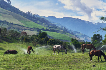 Plakat Horse grazing on green pasture, rural scene