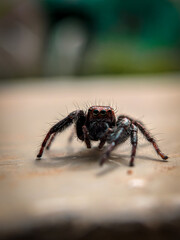 Spider