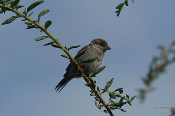 Juvenile female House Sparrow, Passer domesticus, perched on branch