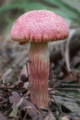 Boletellus emodensis fungus - approx 55mm dia - NSW, Australia