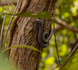 Two millipede mating in a tree