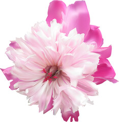 pink peony large single bloom isolated on white