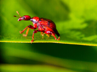 red bug on green leaf