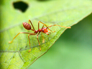 ant on a green leaf