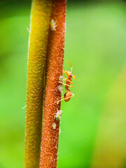 ants on a leaf