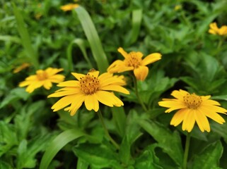 yellow  flower