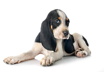  puppy bernese Schweizer Laufhund