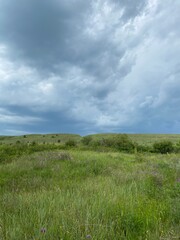Obraz premium green grass and blue sky
