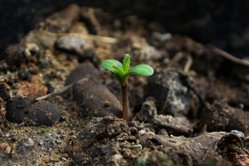 Germination of cannabis in the newborn stage.