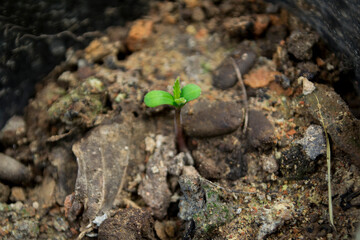 Germination of cannabis in the newborn stage.